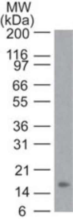 TNF-alpha Antibody (6N1E7), Novus Biologicals 0.025mg; Unlabeled:Antibodies,