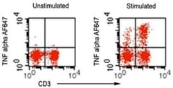 TNF-alpha Antibody (6N2E12), Novus Biologicals:Antibodies:Primary Antibodies