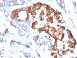 TNF-alpha Antibody (TNFA/1172), Novus Biologicals 0.2mg; Unlabeled:Antibodies,