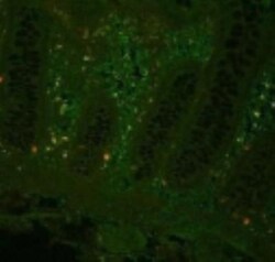 TNF-alpha Antibody - Azide Free, Novus Biologicals:Antibodies:Primary Antibodies