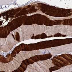 DAP5 Antibody, Novus Biologicals:Antibodies:Primary Antibodies