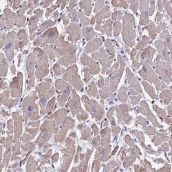 DAP5 Antibody, Novus Biologicals:Antibodies:Primary Antibodies