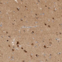 TOM1L2 Antibody, Novus Biologicals 25 &mu;L; Unlabeled:Antibodies, Polyclonal