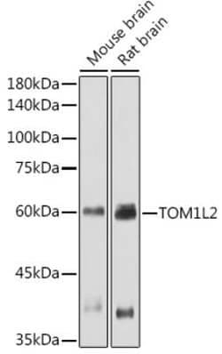 TOM1L2 Rabbit anti-Human, Mouse, Rat, Polyclonal, Novus Biologicals 20 &mu;g | Buy Online | Novus Biologicals | Fisher Scientific