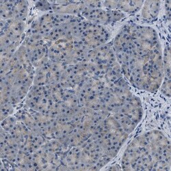 TOM70 Antibody, Novus Biologicals 0.1mL; Unlabeled:Antibodies, Polyclonal