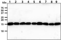 TOMM20 Mouse anti-Human, Clone: 1B2, Novus Biologicals 50uL; Unlabeled:Antibodies,