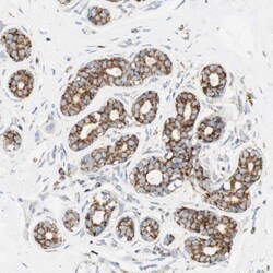 TOMM20 Antibody, Novus Biologicals 0.1mL; Unlabeled:Anticorps, Polyclonal