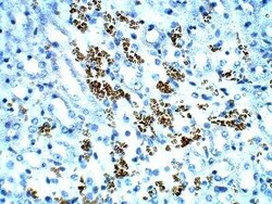 TOMM5 Antibody, Novus Biologicals:Antibodies:Primary Antibodies