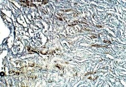 TOMM5 Antibody, Novus Biologicals:Antibodies:Primary Antibodies
