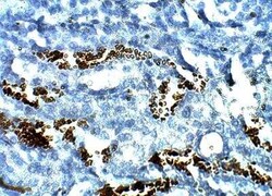 TOMM5 Antibody, Novus Biologicals:Antibodies:Primary Antibodies