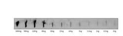 TOMM7 Antibody, Novus Biologicals 100 &mu;g; Unconjugated:Antibodies, Polyclonal
