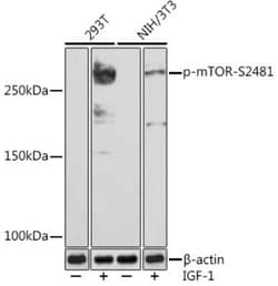 TOR/mTOR Rabbit anti-Human, Mouse, Clone: 9Y5P6, Novus Biologicals 20 &mu;g | Buy Online | Novus Biologicals | Fisher Scientific