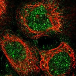 TORC1 Antibody, Novus Biologicals:Antibodies:Primary Antibodies