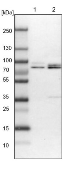 TORC1 Antibody, Novus Biologicals:Antibodies:Primary Antibodies
