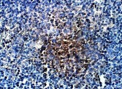 TORC2 Antibody, Novus Biologicals 100 &mu;g | Buy Online | Novus Biologicals | Fisher Scientific