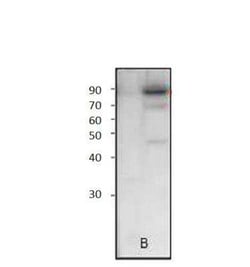 TORC2 Antibody, Novus Biologicals 100 &mu;g | Buy Online | Novus Biologicals | Fisher Scientific