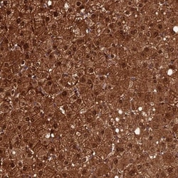 TORC3/CRTC3 Antibody, Novus Biologicals 0.1mL; Unlabeled:Antibodies, Polyclonal