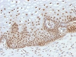 TOX3 Antibody (TOX3/1123), Novus Biologicals 0.2mg; Unlabeled:Antibodies,