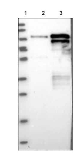 TOX4 Antibody, Novus Biologicals 25 &mu;L | Buy Online | Novus Biologicals | Fisher Scientific