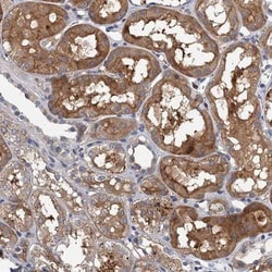 TPCN1 Antibody, Novus Biologicals:Antibodies:Primary Antibodies