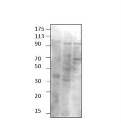 TPCN1 Antibody, Novus Biologicals 100 &mu;g | Buy Online | Novus Biologicals | Fisher Scientific
