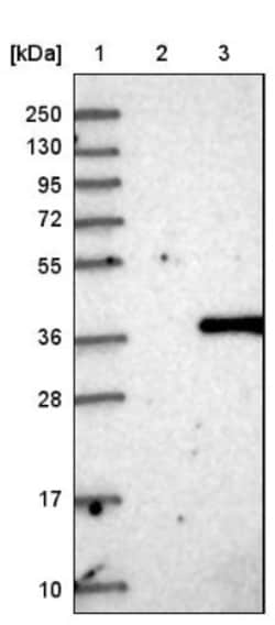 TPGS2 Antibody, Novus Biologicals:Antibodies:Primary Antibodies