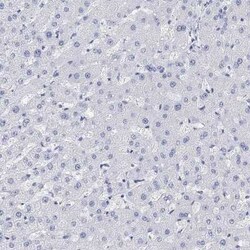TPPP3 Rabbit anti-Human, Polyclonal, Novus Biologicals 100 &mu;g | Buy Online | Bio-Techne | Fisher Scientific