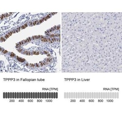 TPPP3 Rabbit anti-Human, Polyclonal, Novus Biologicals 100 &mu;g | Buy Online | Bio-Techne | Fisher Scientific