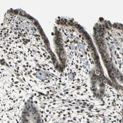 TR4/NR2C2 Antibody, Novus Biologicals:Antibodies:Primary Antibodies