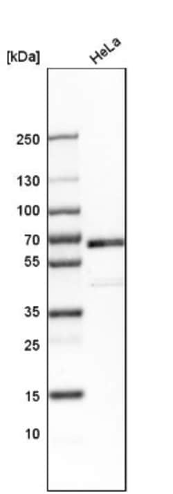 TR4/NR2C2 Antibody, Novus Biologicals:Antibodies:Primary Antibodies