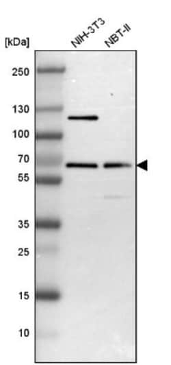 TR4/NR2C2 Antibody, Novus Biologicals:Antibodies:Primary Antibodies