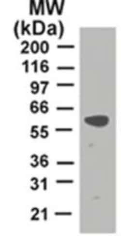 TRAF-2 Antibody (33A1293) - BSA Free, Novus Biologicals:Antibodies:Primary