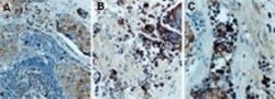TRAF-2 Antibody, Novus Biologicals 0.05mL; Unlabeled:Antibodies, Polyclonal