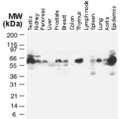 TRAF-2 Antibody, Novus Biologicals 0.05mL; Unlabeled:Antibodies, Polyclonal