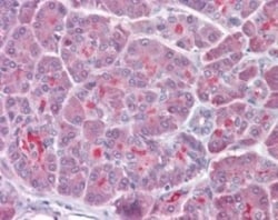 TRAF-3 Antibody, Novus Biologicals 0.2mL; Unlabeled:Antibodies, Polyclonal