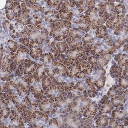 XTP3TPA Antibody, Novus Biologicals:Antibodies:Primary Antibodies