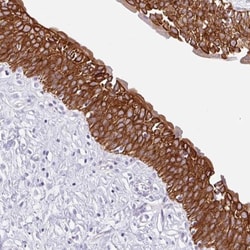 TRAF-4 Antibody, Novus Biologicals 0.1mL; Unlabeled:Antibodies, Polyclonal