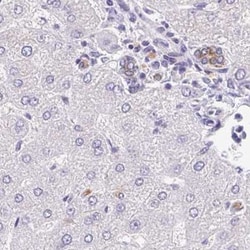 TRAF-4 Antibody, Novus Biologicals 0.1mL; Unlabeled:Antibodies, Polyclonal