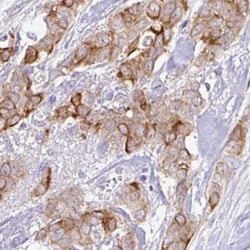TRAF-4 Antibody, Novus Biologicals 0.1mL; Unlabeled:Antibodies, Polyclonal
