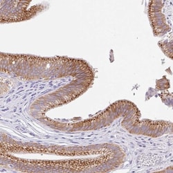 TRAF-4 Antibody, Novus Biologicals 0.1mL; Unlabeled:Antibodies, Polyclonal