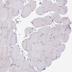 TRAF-4 Antibody, Novus Biologicals 0.1mL; Unlabeled:Antibodies, Polyclonal