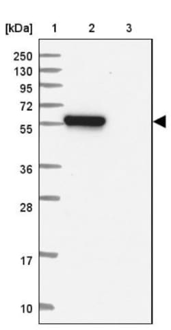 TRAF-4 Antibody, Novus Biologicals 0.1mL; Unlabeled:Antibodies, Polyclonal