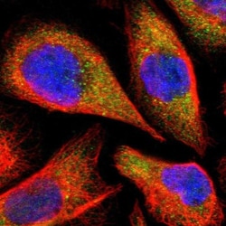 TRAF-5 Antibody, Novus Biologicals 0.1mL; Unlabeled:Antibodies, Polyclonal