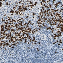 TRAF-5 Antibody, Novus Biologicals 0.1mL; Unlabeled:Antibodies, Polyclonal