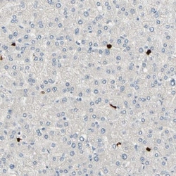 TRAF-5 Antibody, Novus Biologicals 0.1mL; Unlabeled:Antibodies, Polyclonal