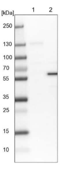 TRAF-6 Antibody, Novus Biologicals 0.1mL; Unlabeled:Antibodies, Polyclonal
