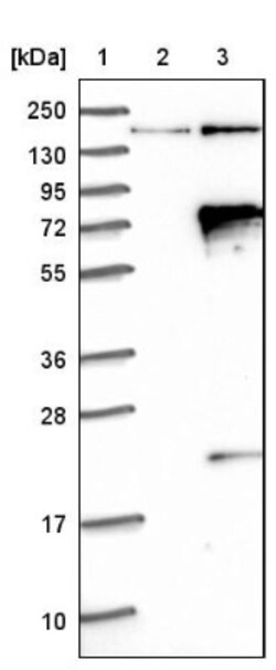 TRAF3IP2 Antibody, Novus Biologicals 25 &mu;L; Unlabeled:Antibodies, Polyclonal