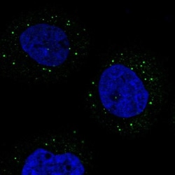 TRAF3IP3 Antibody, Novus Biologicals 0.1mL; Unlabeled:Antibodies, Polyclonal