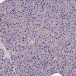 TRAF3IP3 Antibody, Novus Biologicals 0.1mL; Unlabeled:Antibodies, Polyclonal