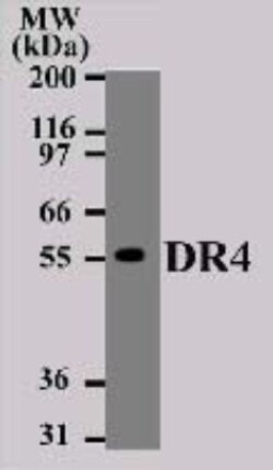 TRAILR1/TNFRSF10A Antibody (32A1380) - BSA Free, Novus Biologicals:Antibodies:Primary